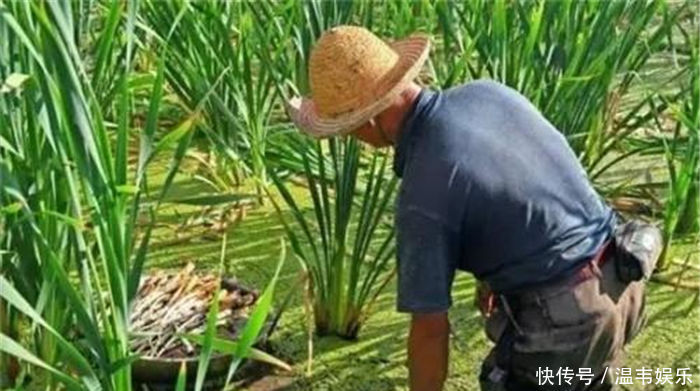 天热就猛长，如今有人大量种植，一斤10元，5月正鲜嫩