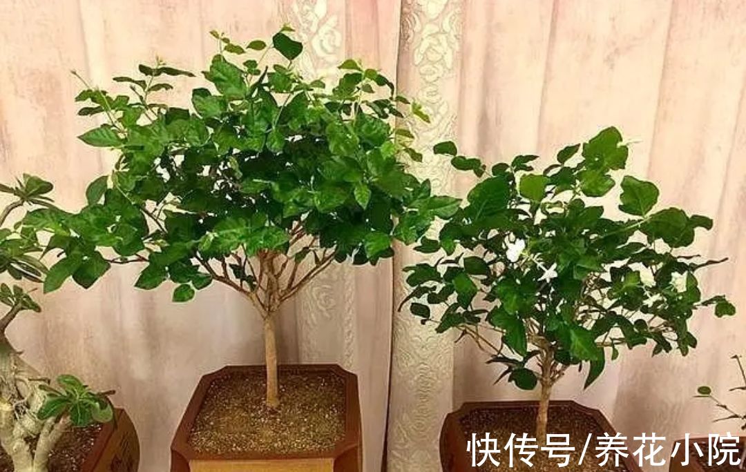 6种喜阳光的花,春天多搬出来晒太阳,长得旺开花多