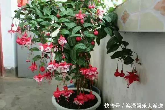 种花|3种花人称“夏必死”,买一盆死一盆,新手小白别忽视
