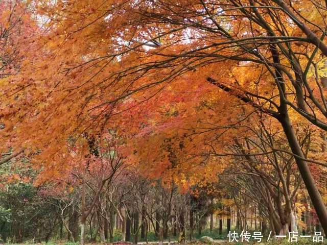 美景|「美景」东平国家森林公园迎来最佳赏叶季，错过还要等一年