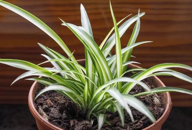 地方|吊兰放在家中哪个位置摆放在“3个地方”,一天一个样,长爆盆