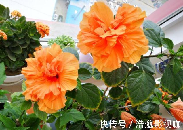 浇水|盆栽花草不能养成这3坏习惯!不然植物长不旺,花卉迟迟不开花