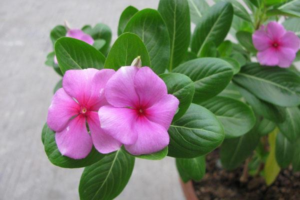 这花就叫“天天开”,咔咔一通剪,长成“小花树”,多了几十盆