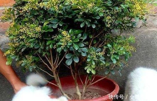 花市3种树，讨1根枝条插水里，10天冒白根，花开培养成老桩