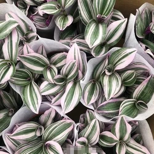 蝴蝶兰|4种花仙气飘飘,家里养1盆,气质出众,上档次!