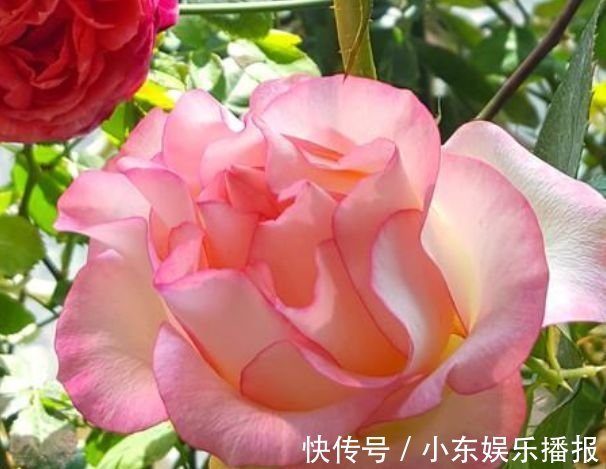 这些花卉美过玫瑰，浇水就疯长，开花就爆盆，越养越喜欢！