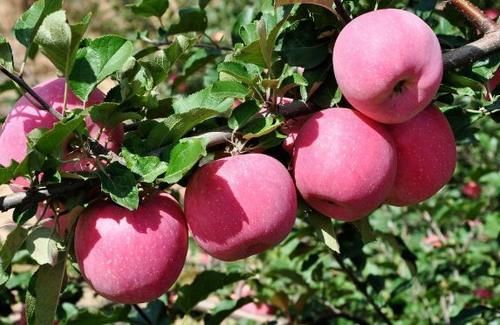 营养成分|女性养生,要坚持吃三种食物,淡化皱纹,延缓衰老