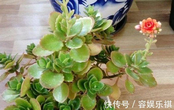 想把长寿花养好,从“上盆”这一步做起,才能生长茂盛,花开满盆