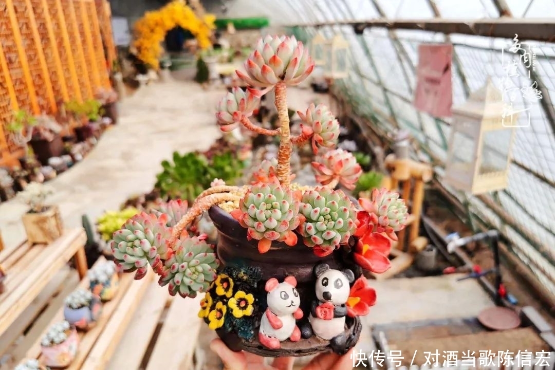 多肉桃花源:别人笑我太疯癫,我笑他人看不穿!