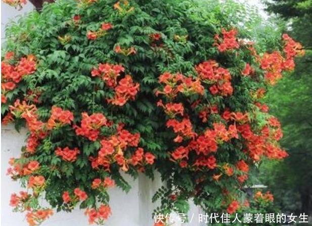 漂亮又好养的“4种花”，越养越旺，花开不断，花色鲜艳容易爆盆