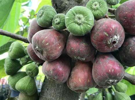 榛子|农村纯天然的木瓜，不仅抗衰老，还补钙活血，你们那有吗