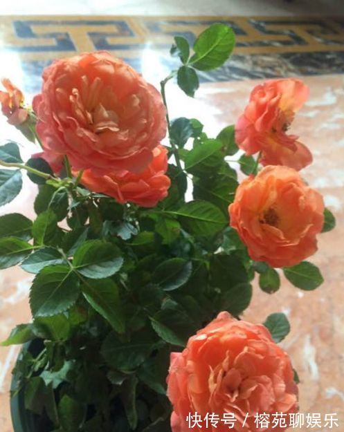 “高端名花”土星王阳台,丰腴婀娜,优美淡雅,堪称养花必备