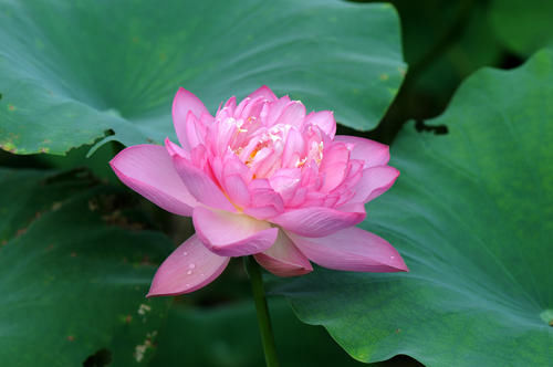 蒲桃酒|莫寒律诗21首:闲得此身无管领，半居梦里半人间