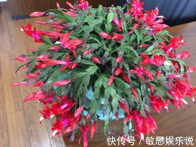 根源|蟹爪兰叶子软塌,难复花,“根源”在这里,解决后重新饱满猛开花