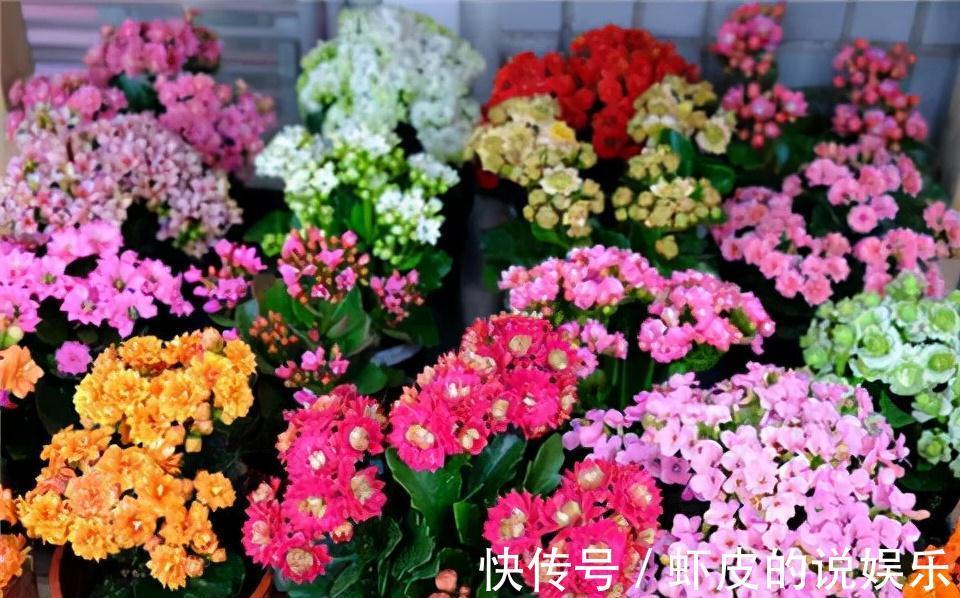 寿命长的“3种花”，最喜欢用小盆栽种，盆越“小”长得越好
