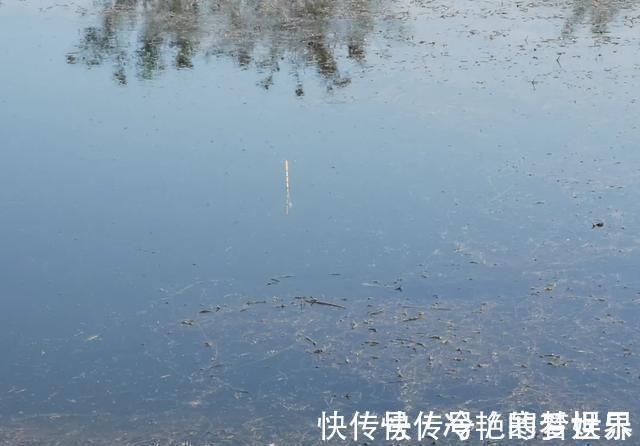 鲢鳙|为什么野钓鲫鱼不建议浮钓?看完这几条理由,你就明白了