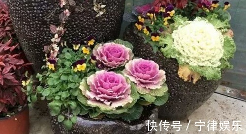 土壤|阳台种菜乐趣多，4种适合盆栽的蔬菜，养上几盆，绿色健康又好吃