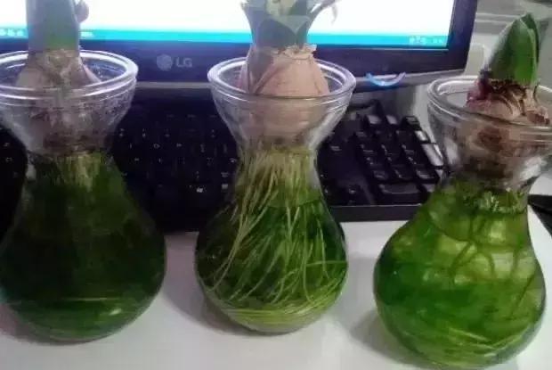 水培花盆里长了绿藻怎么办教你几招轻松解决问题！