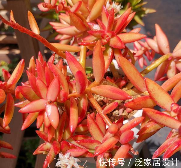 能手|4种漂亮多肉植物,号称“爆头小能手”,养一年长成群生手捧花