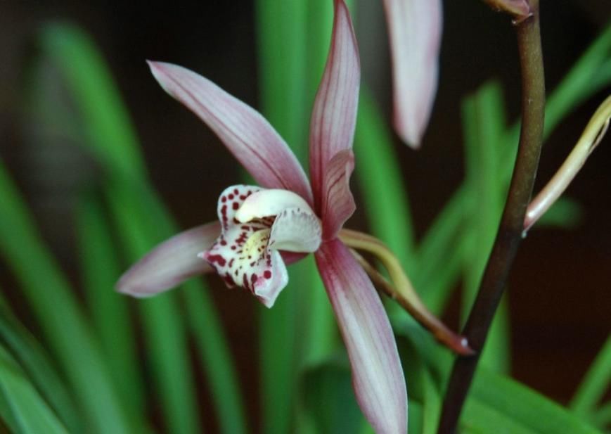 兰花栽种的3个技巧,大大提高成活率,窜箭快,开花多