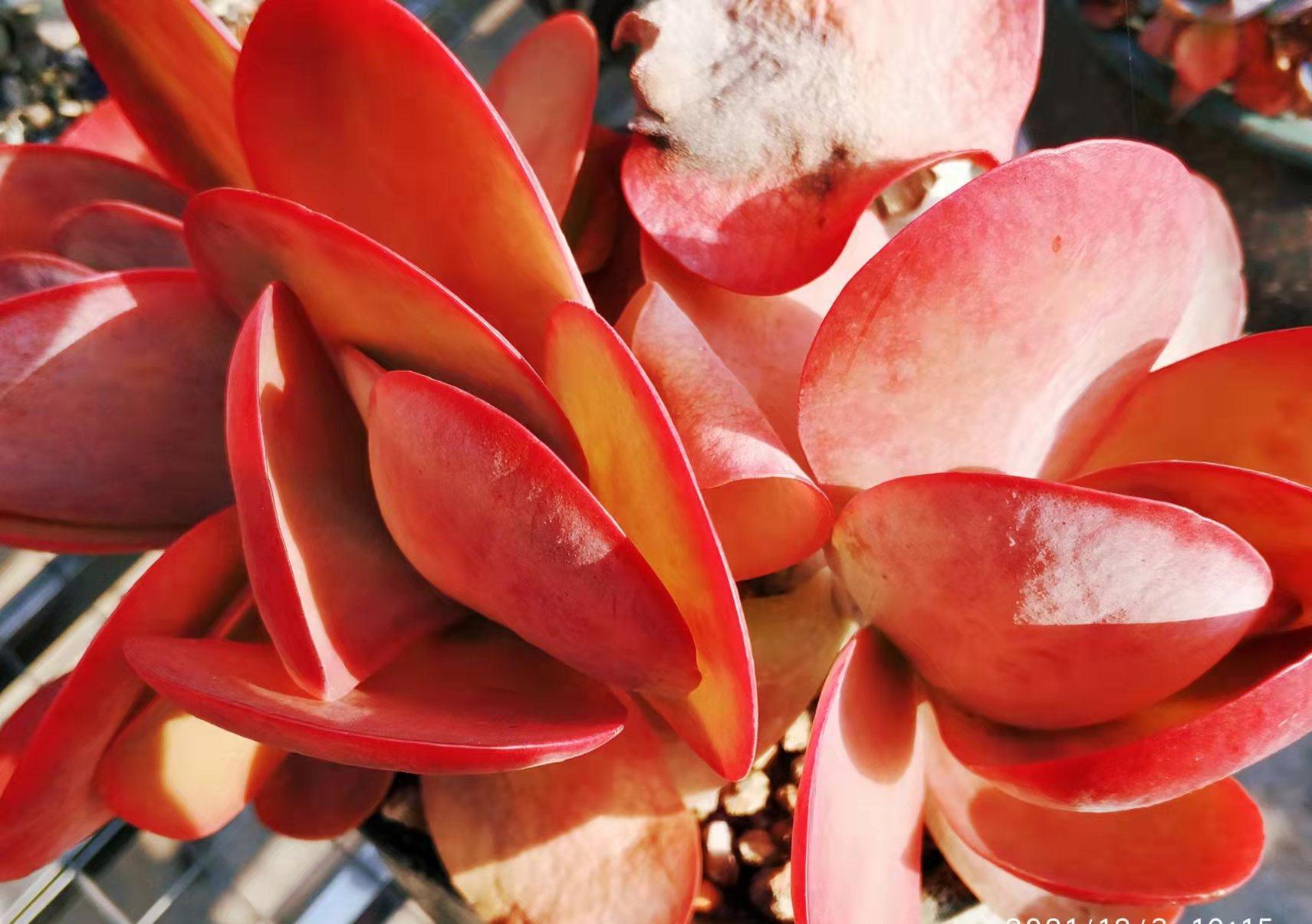 冬天南方多肉尽量露养,非得收进室内,要做到3个“必须”跟控水