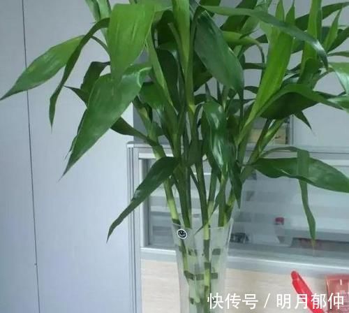 维生素c|文竹富贵竹黄叶,吃粒过期药,30天长爆盆,根系粗壮、叶子绿