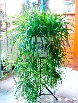 天冷后，吊兰、绿萝埋3种免费东西，再冷也能长成绿窗帘