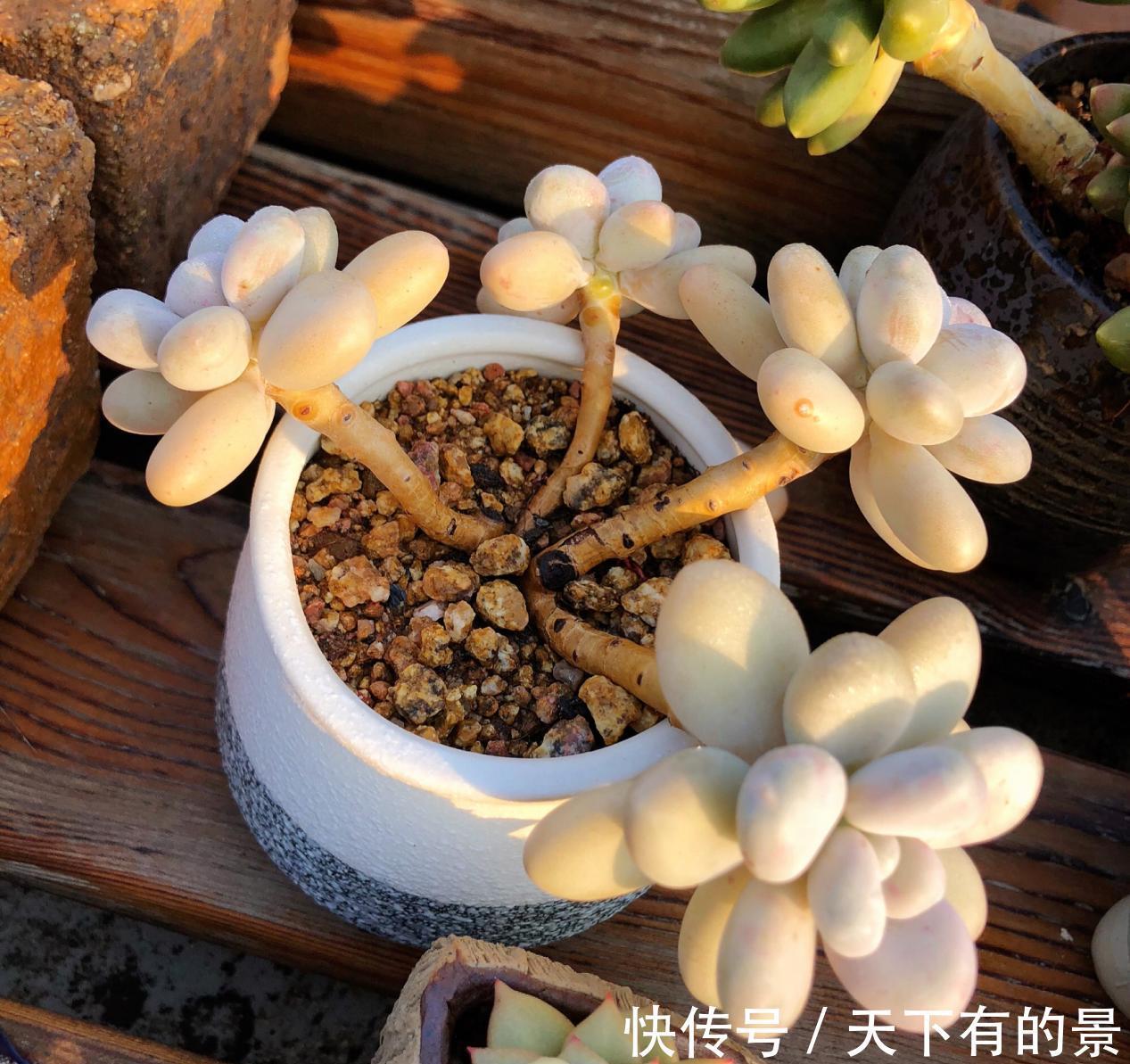 秋季养多肉白美人,满足4点,株型小巧叶片肥美,状态好极了