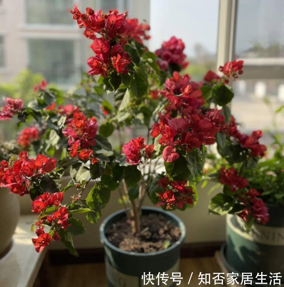 花苞|天热了,20种花最怕浇水,浇得越多,死得越快!
