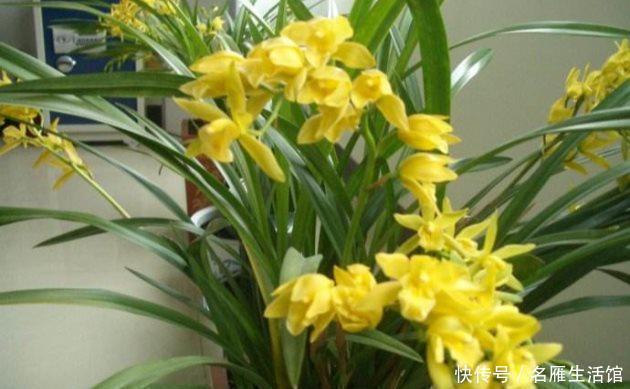 建兰|知道兰花有多少个兰花一共有7个种类,知道你养的那种吗