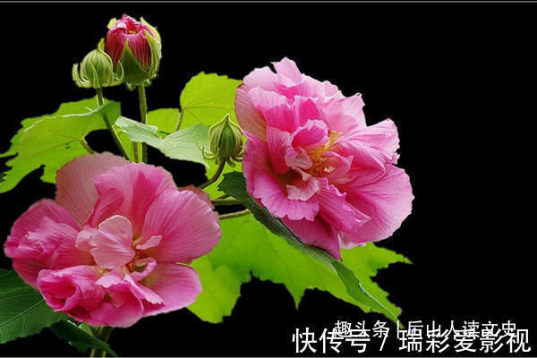 刘姥姥&林黛玉嘲笑刘姥姥是母蝗虫,只有一个贵族小姐默不作声,逃过一劫