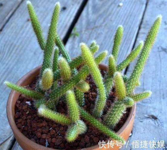 浇水|想要养好多肉植物,就从4方面下功夫,个个叶片厚实又肥美