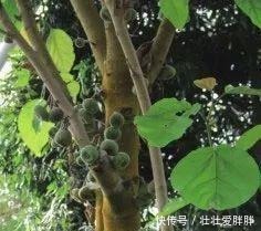 老茎生花,花儿竟不开在枝条上,此乃热带雨林特有的植物现象!