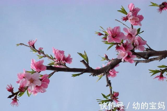 桃树刚发芽的样子