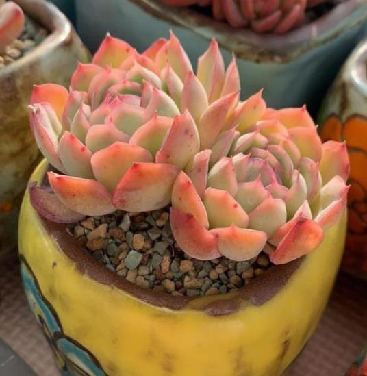 技巧|多肉不浇水就干瘪，一浇水就徒长？教你几个技巧，轻松养成肉胖子