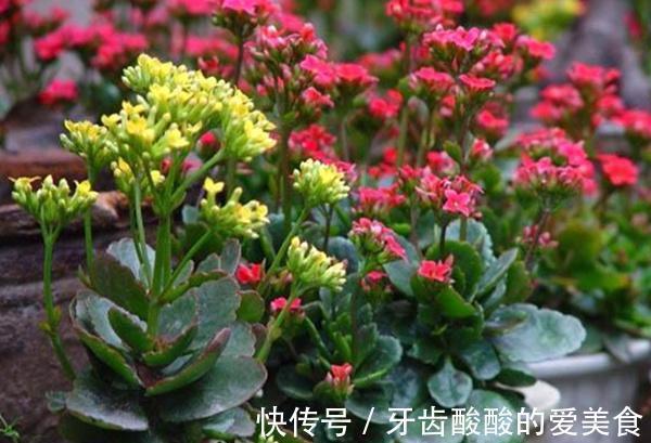 讨人喜欢的长寿花这样养，叶片肥大有光泽，株型丰满开花多