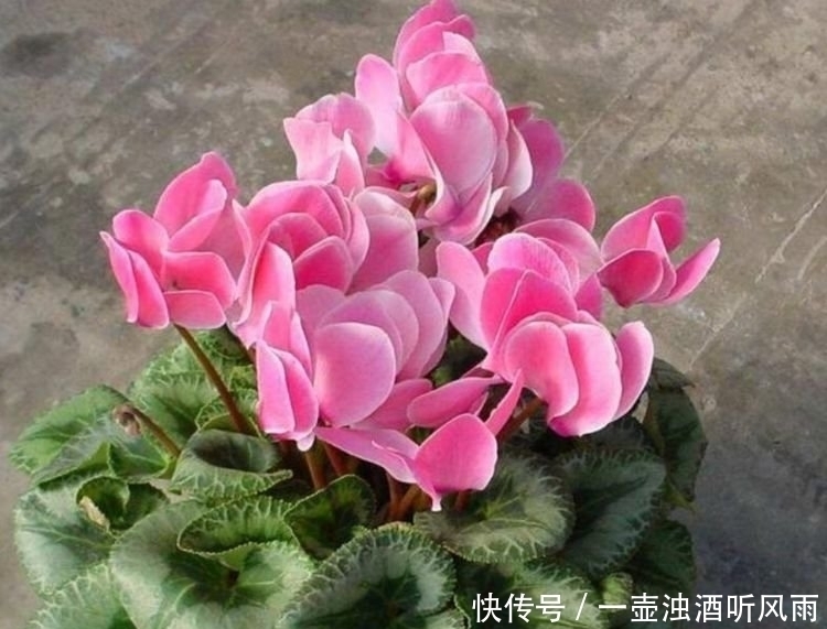 绿萝|4种花给点水就呼呼长，不仅名字好听，花也超美，漂亮好养！