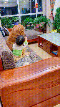 |搞笑GIF:猫:自从这个金毛来到这个家,老子的地位就一落千丈