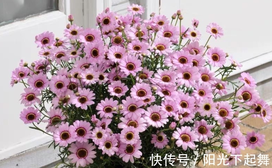 冬天5种花不能“懒”,没事多剪剪,冬季枝繁叶茂,春季开花爆盆