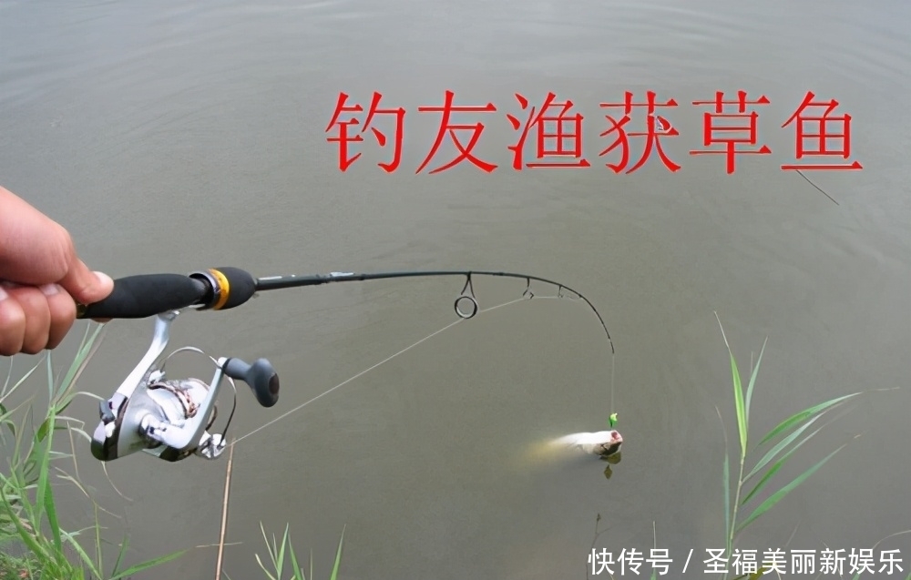 草鱼|夏季浮钓草鱼新方式,比钓鱼更容易钓获草鱼,装备非常简单