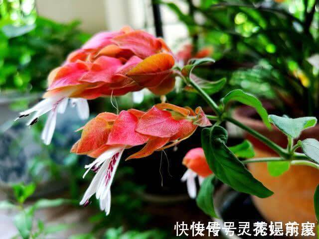 家里适合养这花,花像“龙虾”,花色艳丽,漂亮好养,花开四季