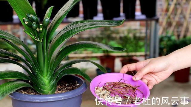 磷酸二氢钾|君子兰还不开花现在“虐一虐”，春节“乖乖”开花，吉祥又喜庆