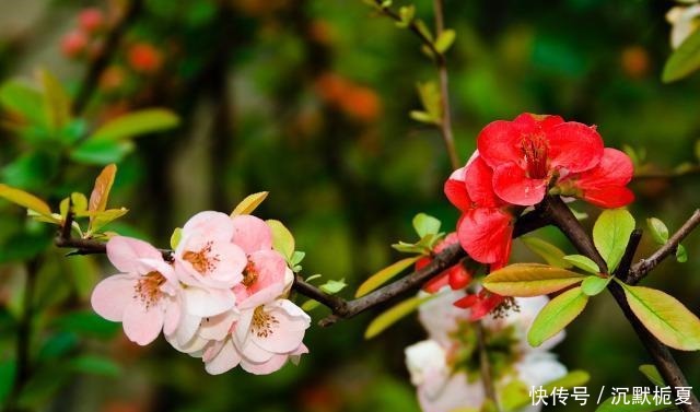 有院子就种4种树，老祖宗留下的“顺口溜”，不是没有道理！