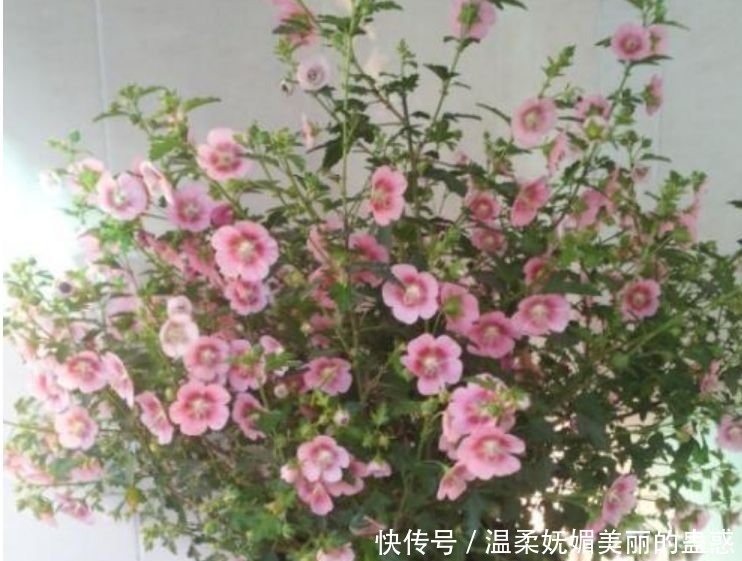 4种花漂亮又好养，扔土里就能开花，特别适合养花新手！