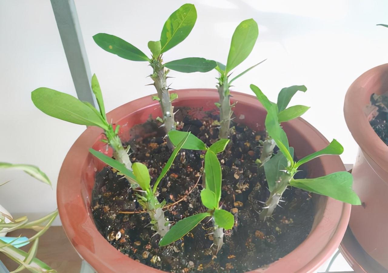 9种漂亮花，现在扦插“正当时”，喜欢别错过