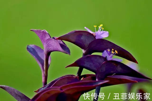 这3种吊兰千万别这么养,不然疯长爆芽,控制不住!