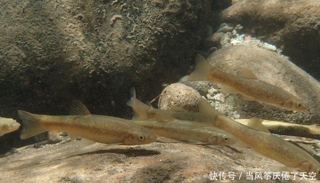 曾被认为是“小杂鱼”，殊不知已成鱼中珍品，80元1斤，别错过