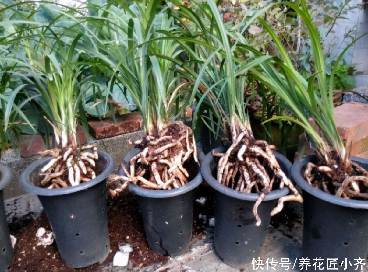 多菌灵|买到兰花上盆,“一剪一泡”不能少,栽上才能根系壮,不烂根
