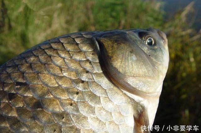 蚯蚓|野钓鲫鱼为何全是送漂,黑漂和钝口很少道理很简单!