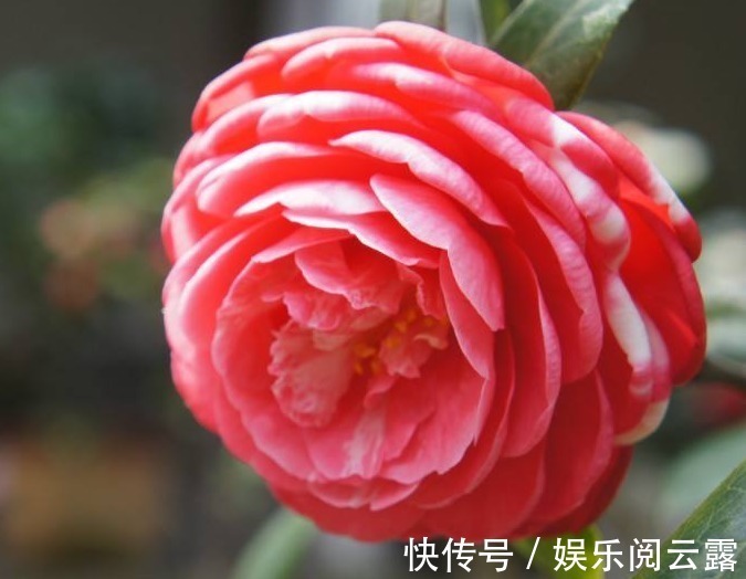 茶花,最美的“5种”,随便养一盆,比香水好闻,比牡丹更好看